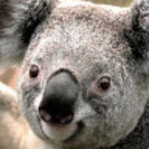 Meet your Posher, Mohammad